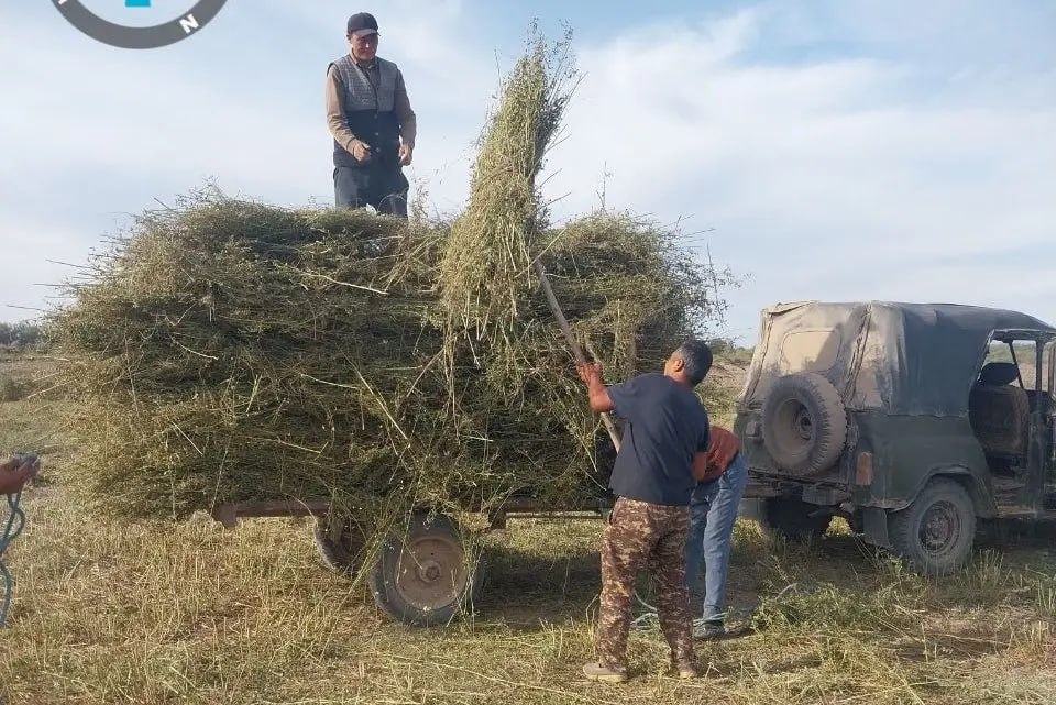 В заповедниках Узбекистана готовят дополнительный корм на осенне‑зимний период