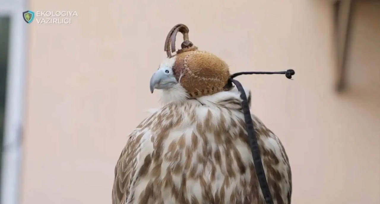 В Ташкентской области после осмотра ветеринаров выпущены 8 краснокнижных балобанов