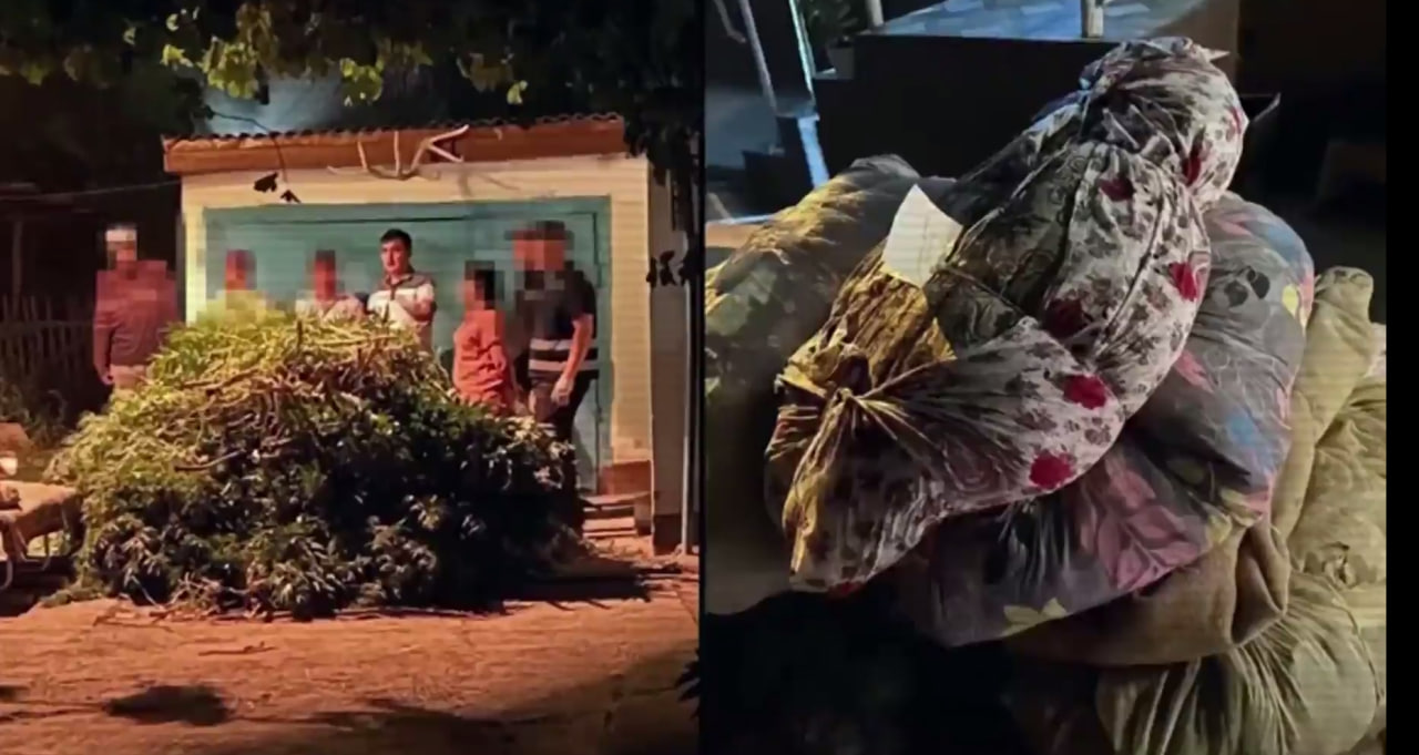 В Казахстане изъято 27 тонн наркотиков в ходе операции «Карасора-2025»