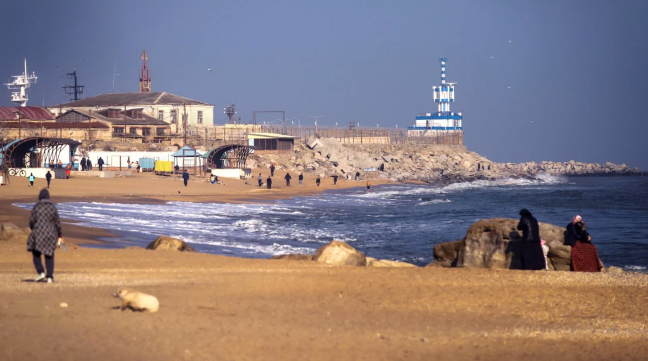 Новая волна гибели тюленей на Каспии: экологи изучают причины