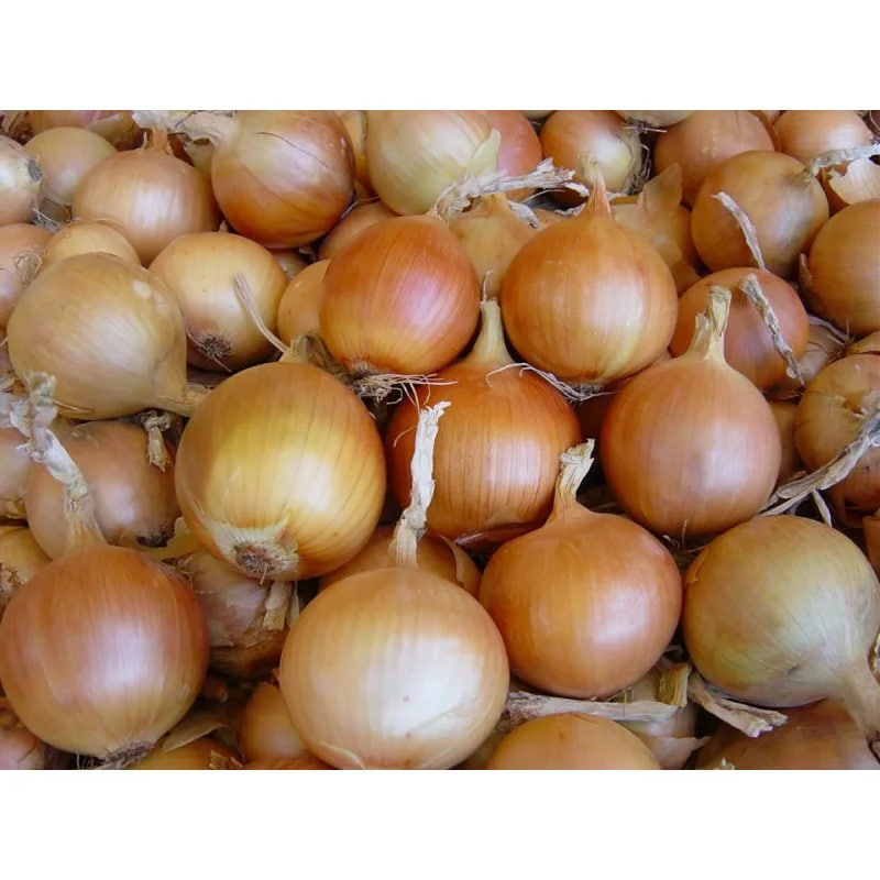 Фермер из Кыргызстана заработал миллион на выращивании лука сорта «Филин»