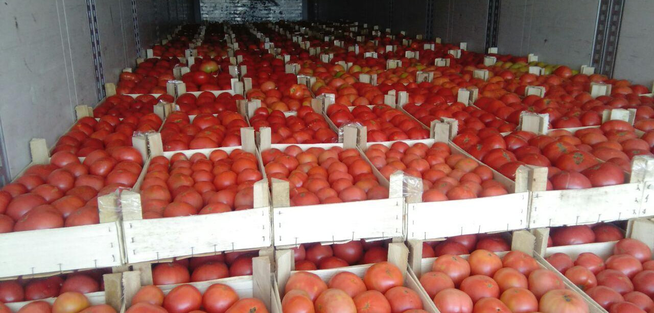 Почти 20 тонн зараженных томатов вернули в Узбекистан из России