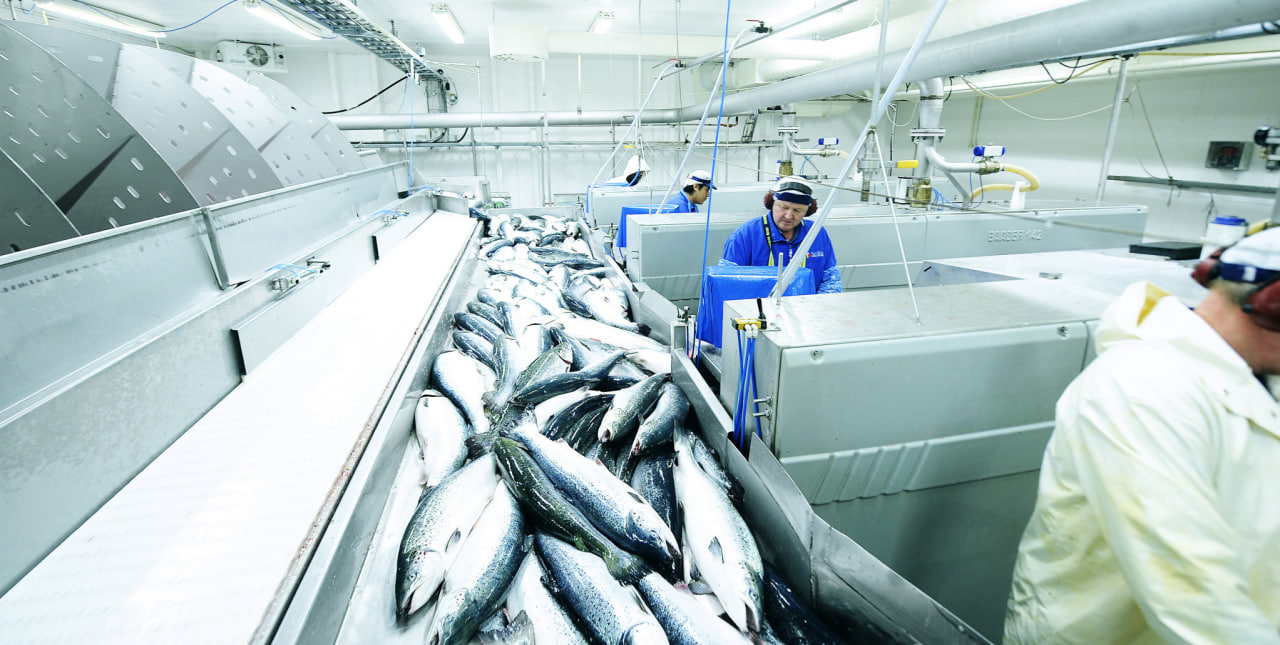 Узбекистан и Россия создали совместное рыболовецкое предприятие